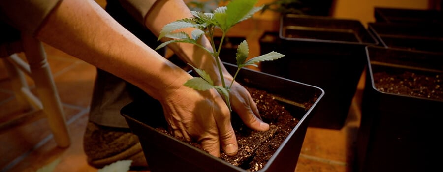 Des mains plantent une jeune pousse de cannabis dans un pot rempli de terre