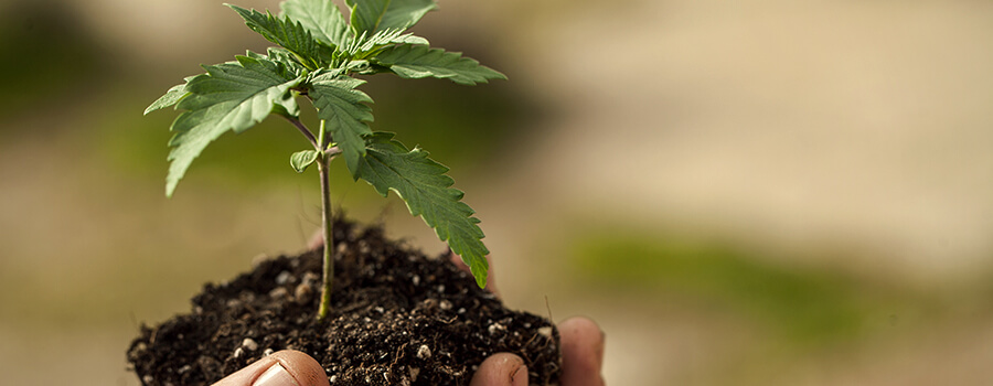 Transplanter Des Plants De Cannabis