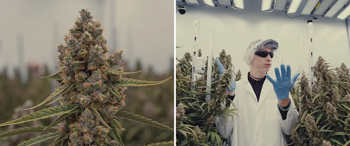 Espace de Culture High-Tech Cannabis CRIC Labs Guide Une illustration de Simon et Max en blouses blanches et filets à cheveux entrant dans l'espace de culture high-tech immaculé de CRIC Labs, avec des tuyaux, des vannes et des cuves, sur un fond vert lumineux.