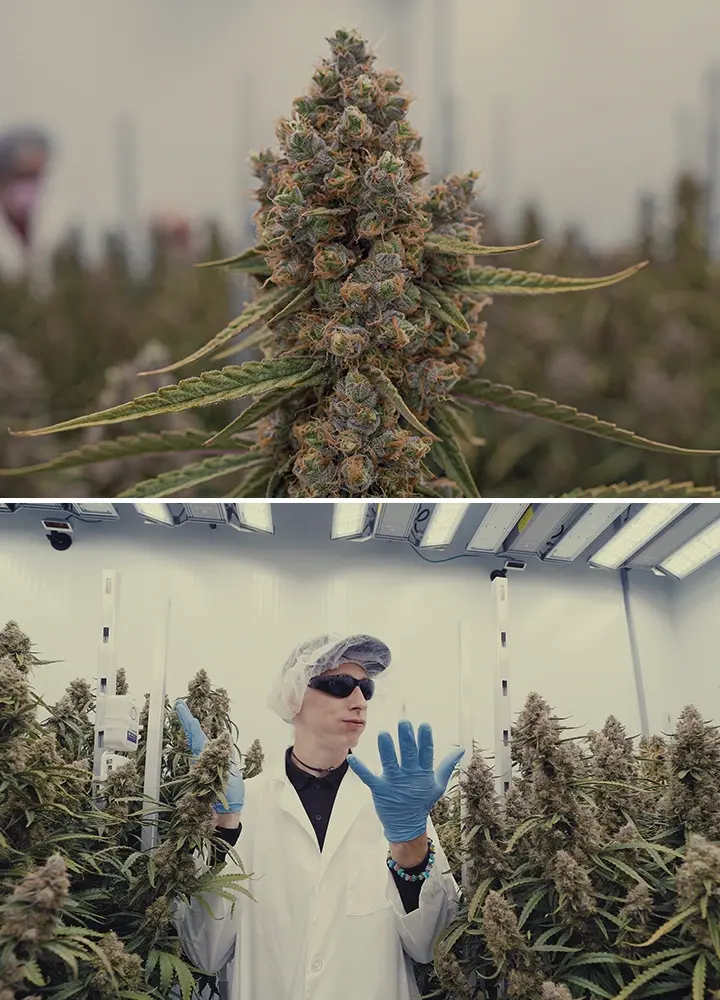 Guide Puissance Cannabis Orion Medusa F1 CRIC Labs Une illustration des plantes de cannabis Orion F1 et Medusa F1 avec des trichomes denses dans une salle de culture CRIC Labs, mettant en valeur des profils de terpènes puissants et une structure robuste, sur un fond vert.
