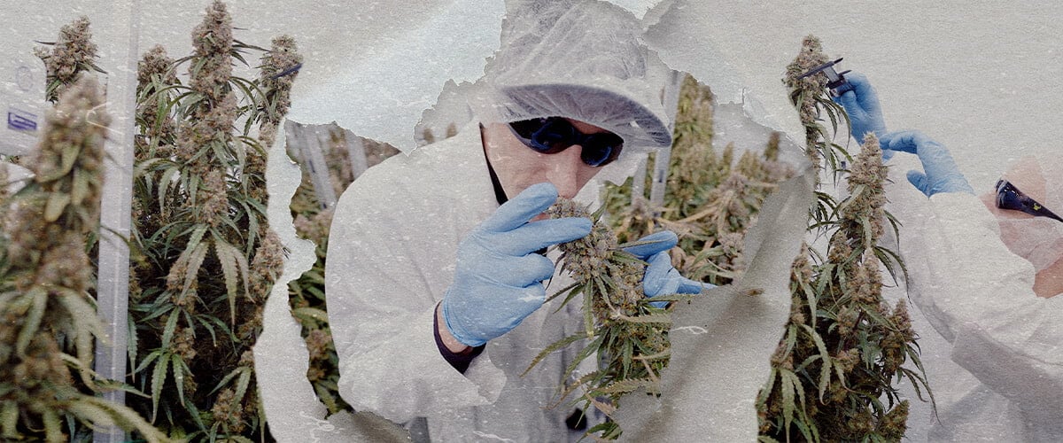 Espace de Culture High-Tech Cannabis CRIC Labs Guide Une illustration de Simon et Max en blouses blanches et filets à cheveux entrant dans l'espace de culture high-tech immaculé de CRIC Labs, avec des tuyaux, des vannes et des cuves, sur un fond vert lumineux.