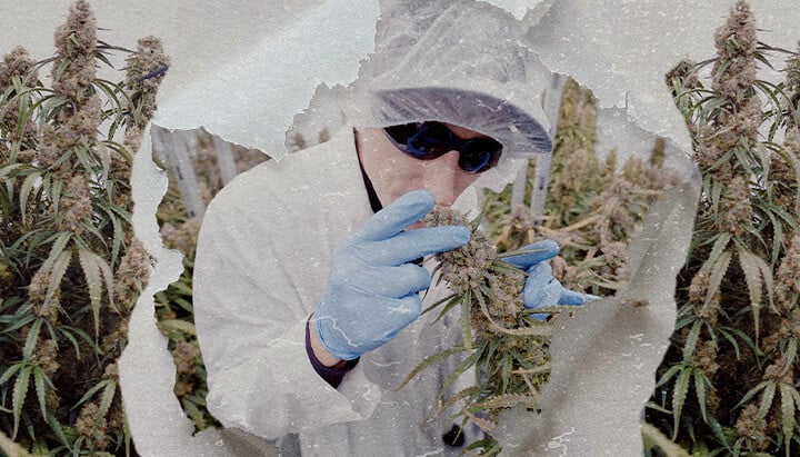 Espace de Culture High-Tech Cannabis CRIC Labs Guide Une illustration de Simon et Max en blouses blanches et filets à cheveux entrant dans l'espace de culture high-tech immaculé de CRIC Labs, avec des tuyaux, des vannes et des cuves, sur un fond vert lumineux.
