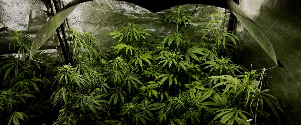 Culture indoor de cannabis en pleine floraison avec la technique PSIS (injection de sucrose dans la tige) pour augmenter le poids sec des buds et le rendement en cannabinoïdes