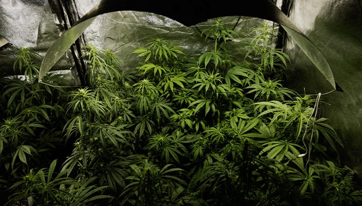 Culture indoor de cannabis en pleine floraison avec la technique PSIS (injection de sucrose dans la tige) pour augmenter le poids sec des buds et le rendement en cannabinoïdes