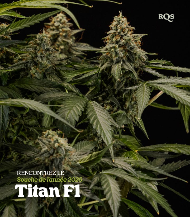 Titan F1 – Strain of the Year 2025 | Hybride de cannabis à haut rendement par RQS Plante de cannabis Titan F1 avec des têtes denses couvertes de résine, variété hybride primée Strain of the Year 2025 par RQS