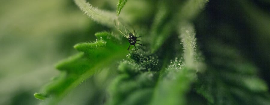 Plantes de cannabis nuisibles