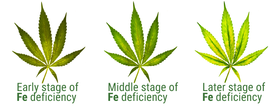 Iron deficiency leaf stage
