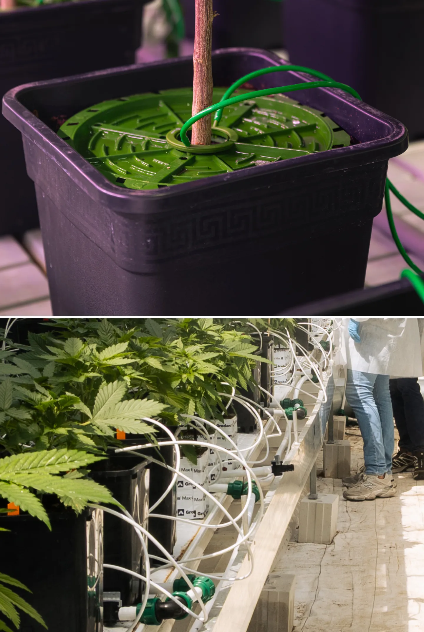 Système d’irrigation pour le crop steering du cannabis Gros plan des systèmes d’irrigation du cannabis dans un essai contrôlé de crop steering, montrant des lignes de goutte-à-goutte, des pots de culture, des blocs de laine de roche, des vannes d’irrigation et des plantes vertes saines.