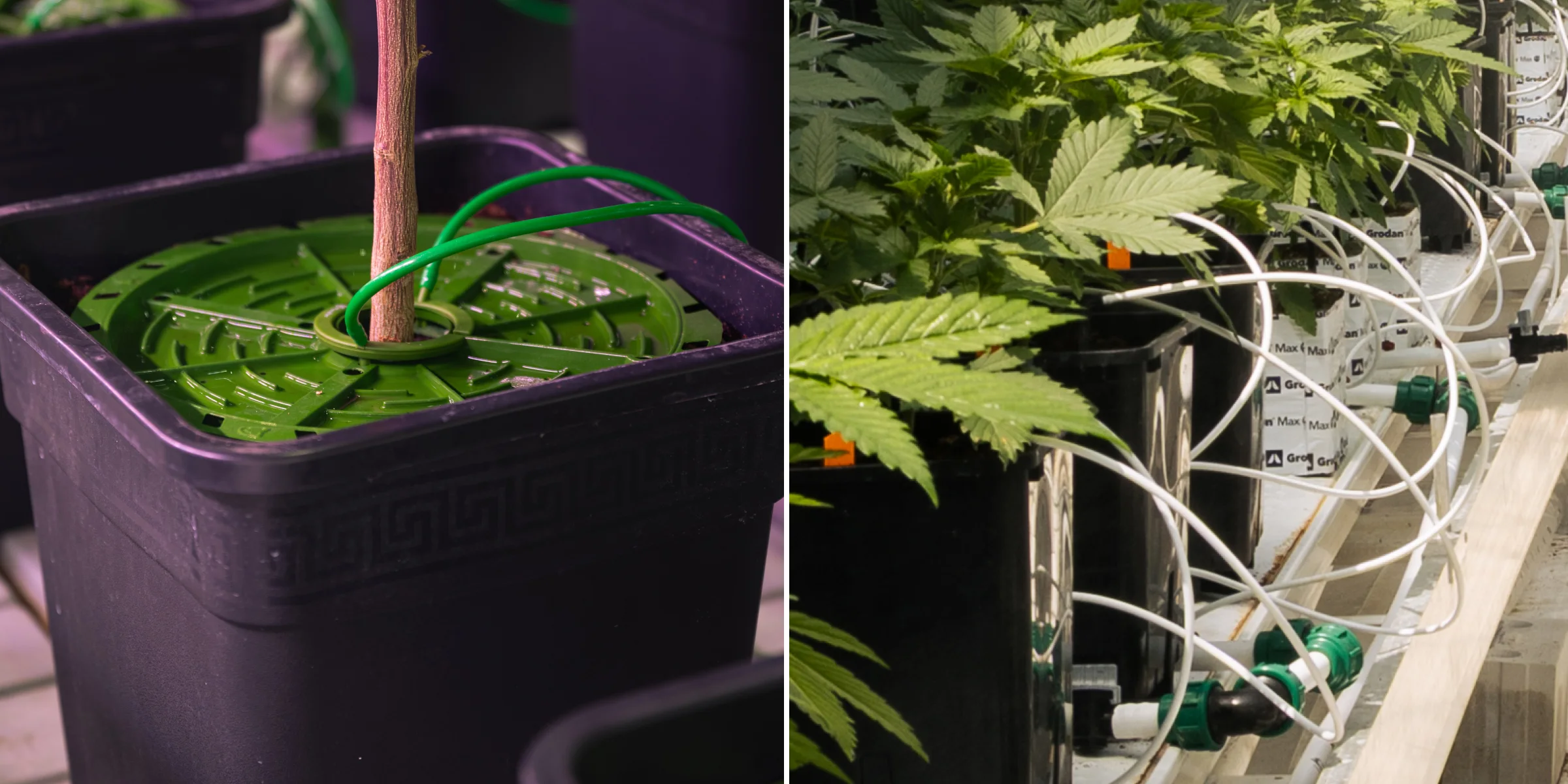 Système d’irrigation pour le crop steering du cannabis Gros plan des systèmes d’irrigation du cannabis dans un essai contrôlé de crop steering, montrant des lignes de goutte-à-goutte, des pots de culture, des blocs de laine de roche, des vannes d’irrigation et des plantes vertes saines.