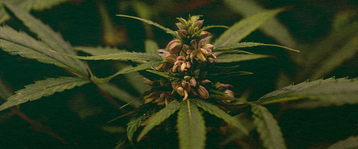 Le Pollen Est-il Produit Uniquement par les Plants Mâles : Image de Sacs de Pollen Gros plan d'une plante de cannabis mâle avec des sacs de pollen, illustrant la production de pollen dans le cannabis sur un fond vert foncé, idéal pour les guides de biologie du cannabis.