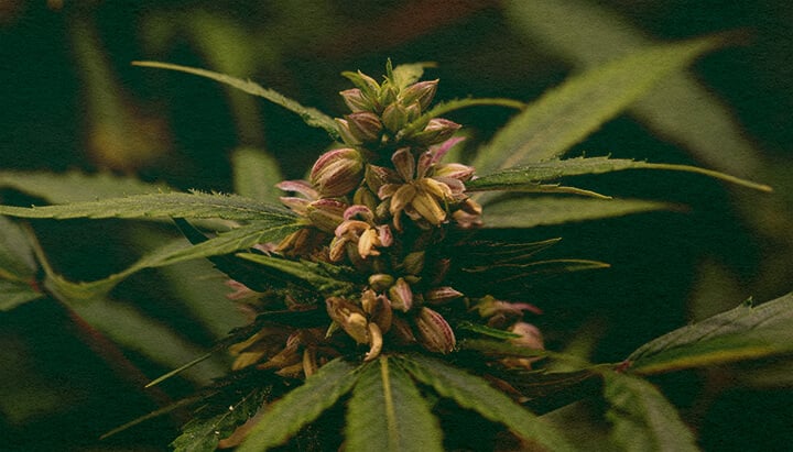 Le Pollen Est-il Produit Uniquement par les Plants Mâles : Image de Sacs de Pollen Gros plan d'une plante de cannabis mâle avec des sacs de pollen, illustrant la production de pollen dans le cannabis sur un fond vert foncé, idéal pour les guides de biologie du cannabis.