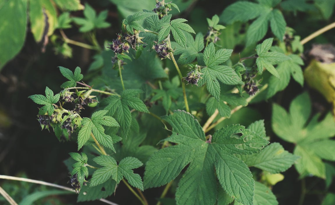 Houblon du Japon (Humulus japonicus)