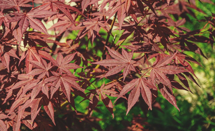 Érable du Japon (Acer palmatum)