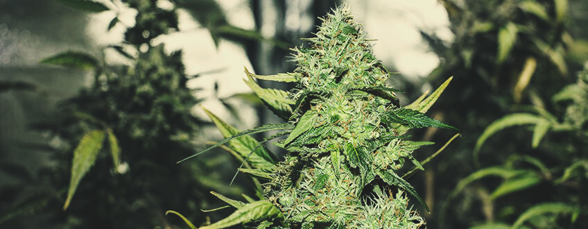 Joannes CBD Joannes CBD