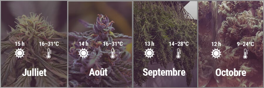 How To Grow Cannabis Outdoors In Spain