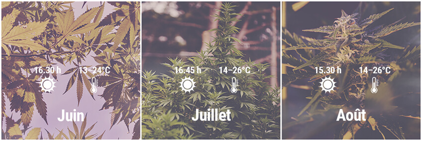 Comment cultiver du cannabis en extérieur en Allemagne, Juin, Juillet, Août