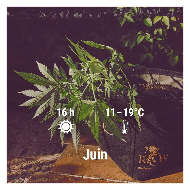 How To Grow Cannabis Outdoors - UK