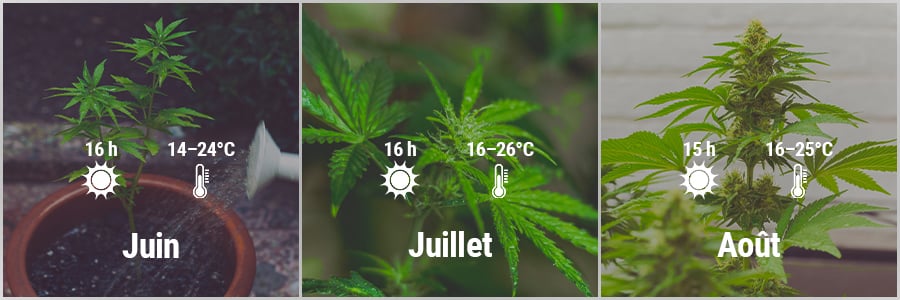 How To Grow Cannabis Outdoors In France March, April, May