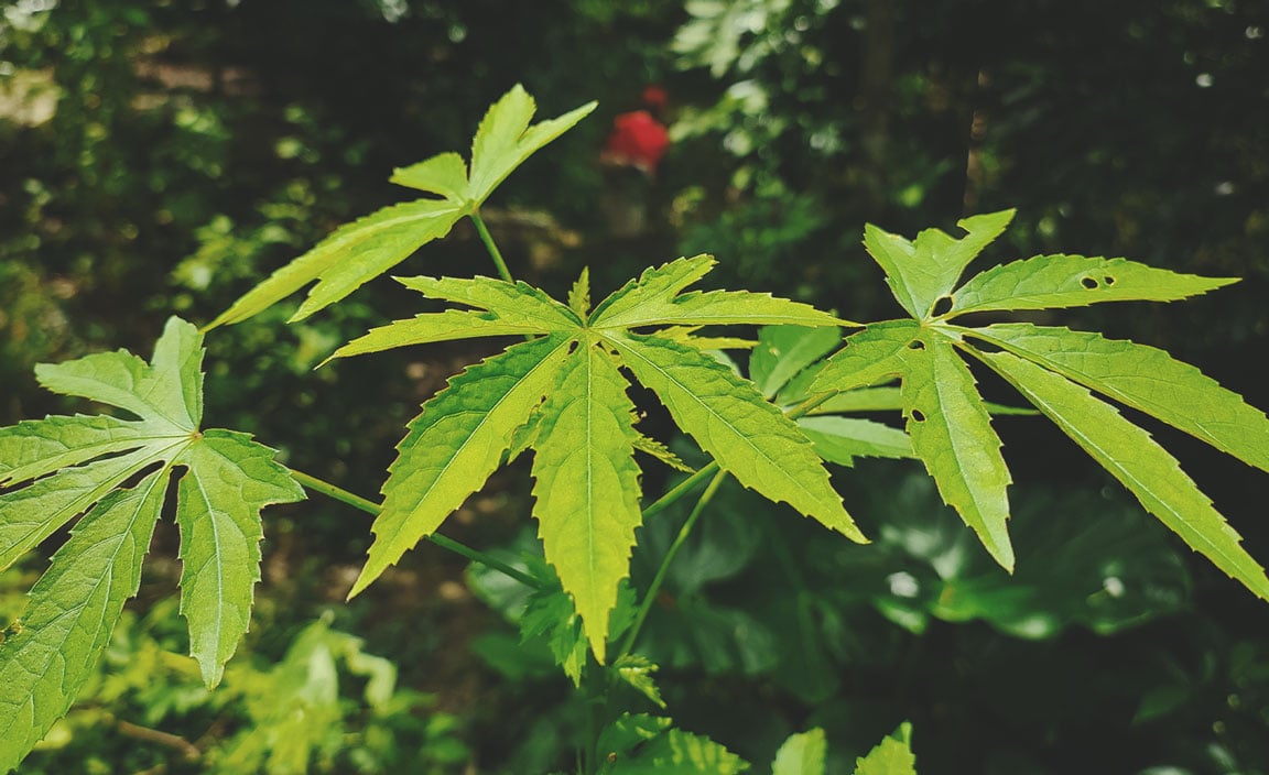 Kénaf (Hibiscus cannabinus)