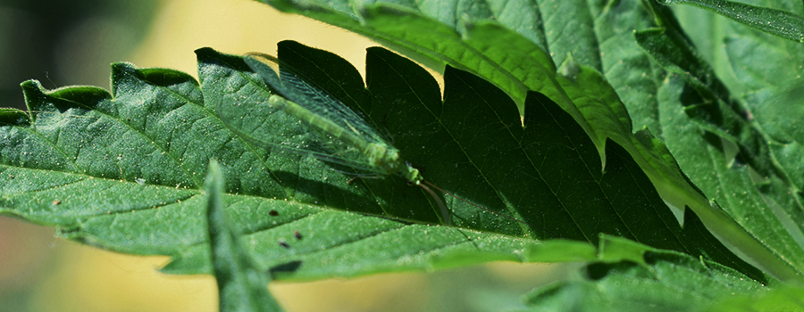 LA CHRYSOPE VERTE SE DÉBARASSERA DES PUCERONS LA CHRYSOPE VERTE SE DÉBARASSERA DES PUCERONS