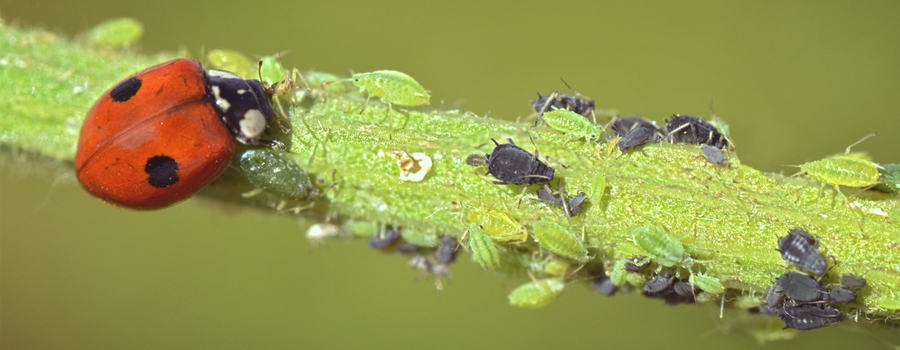 Coccinelle cannabis