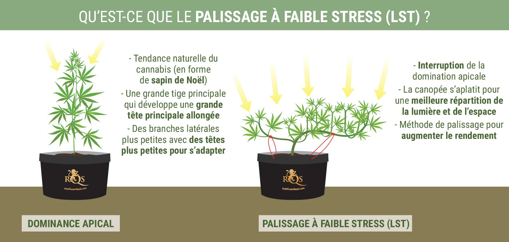 Qu’est-ce Que Le Palissage À Faible Stress ? Qu’est-ce Que Le Palissage À Faible Stress ?