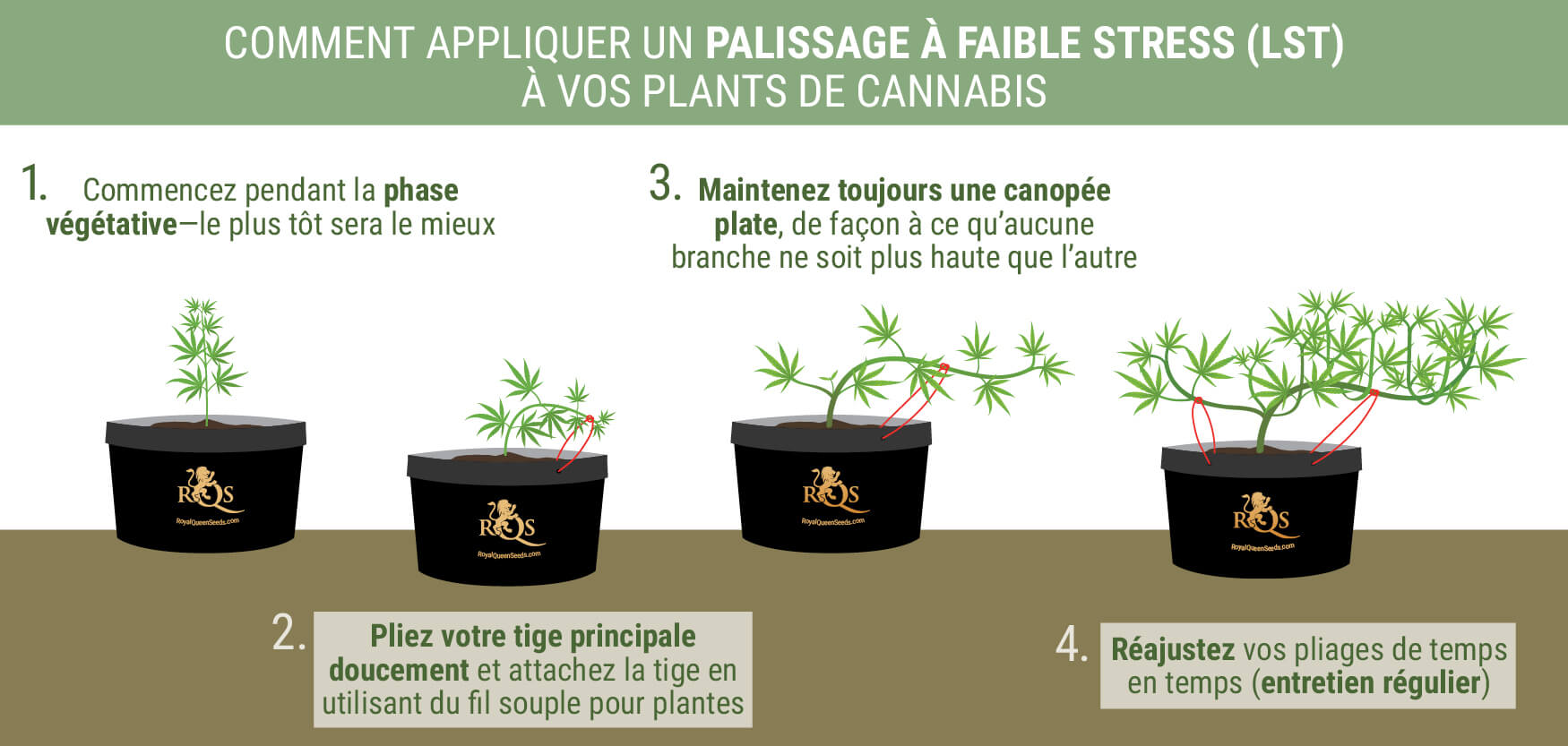 Comment Appliquer Le LST À Vos Plants Comment Appliquer Le LST À Vos Plants