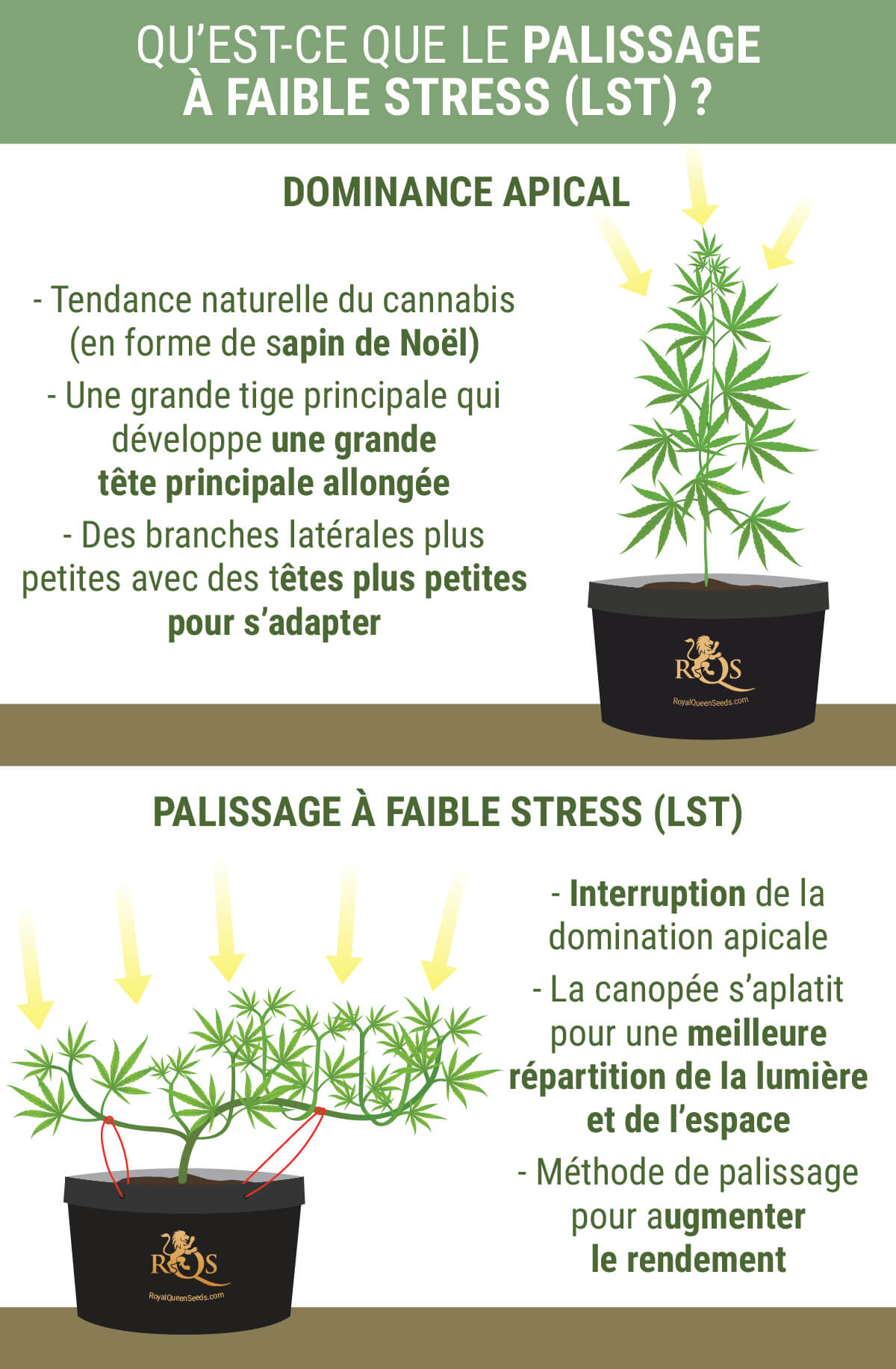 Qu’est-ce Que Le Palissage À Faible Stress ? Qu’est-ce Que Le Palissage À Faible Stress ?