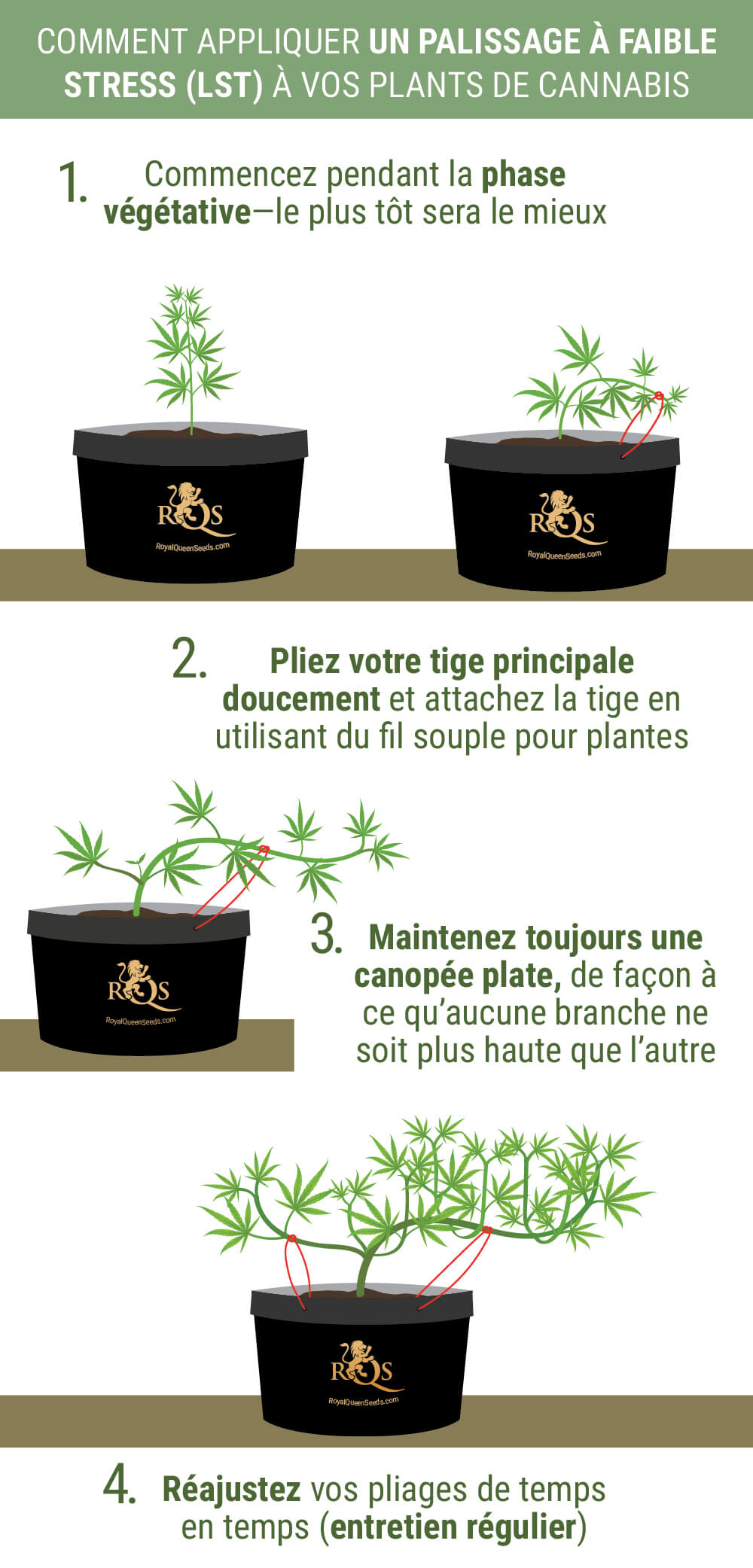 Comment Appliquer Le LST À Vos Plants Comment Appliquer Le LST À Vos Plants