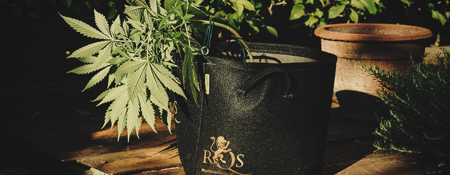 Récipient Pour Technique D'Entraînement Low Stress Training En Culture De Cannabis Récipient Pour Technique D'Entraînement Low Stress Training En Culture De Cannabis