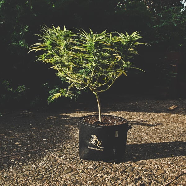 Comment Cultiver De La Super Weed Sur Un Balcon Ou Une Terrasse