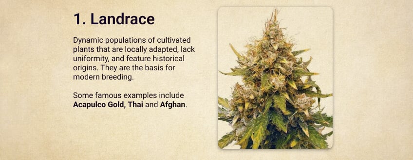 Landrace Landrace