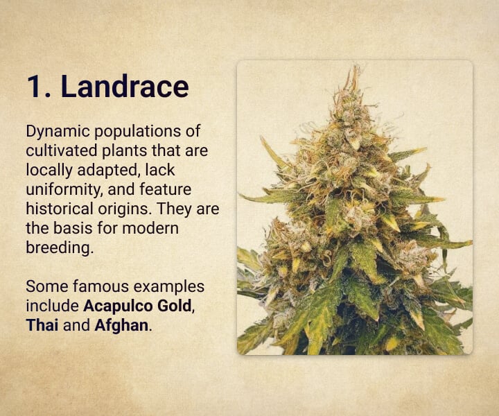 Landrace Landrace