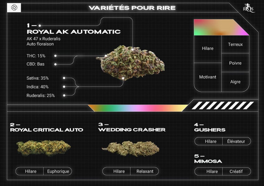 Top RQS Strains for Laughter