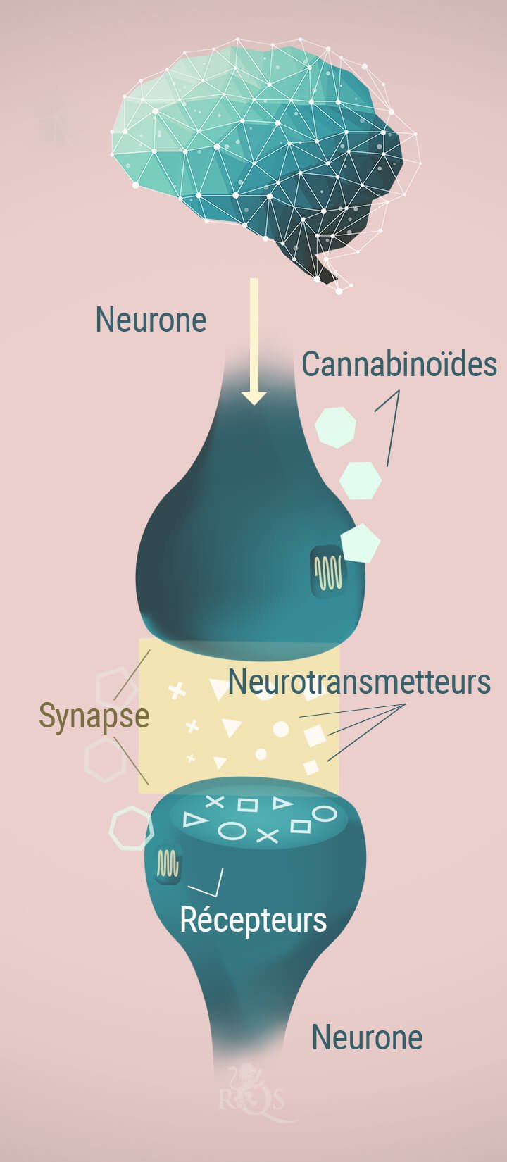 Le-CBD-Et-Son-Incroyable-Impact-Sur-Le-Cerveau