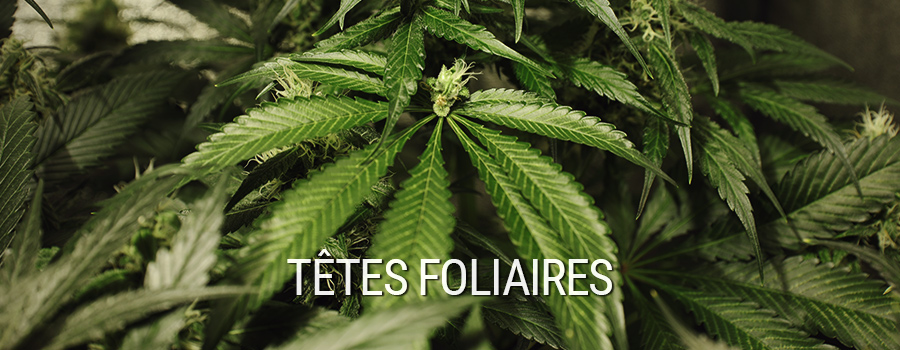 Têtes Foliaires Cannabis Mutation Têtes Foliaires Cannabis Mutation