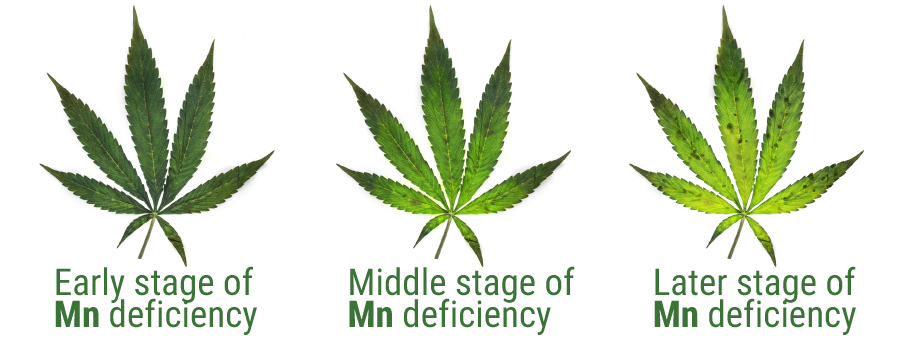 Manganèse deficiency table graphic