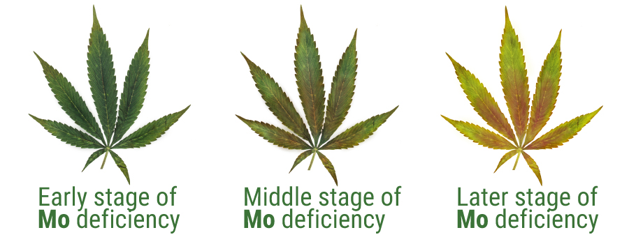 Molybdène deficiency cannabis cultivation