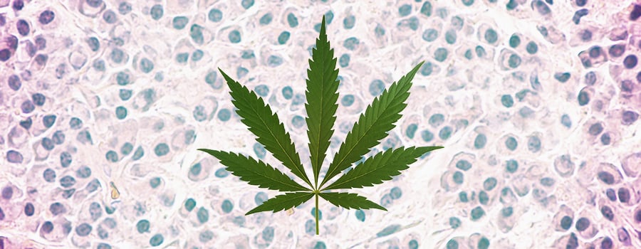 Leucémie Cannabis