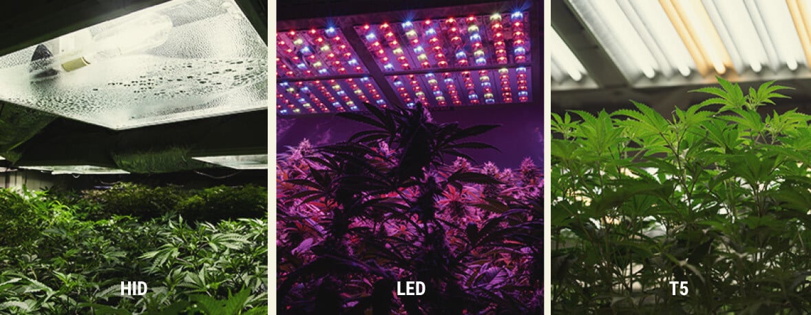 Comment Fournir Des Rayons UV À Une Culture De Cannabis En Intérieur