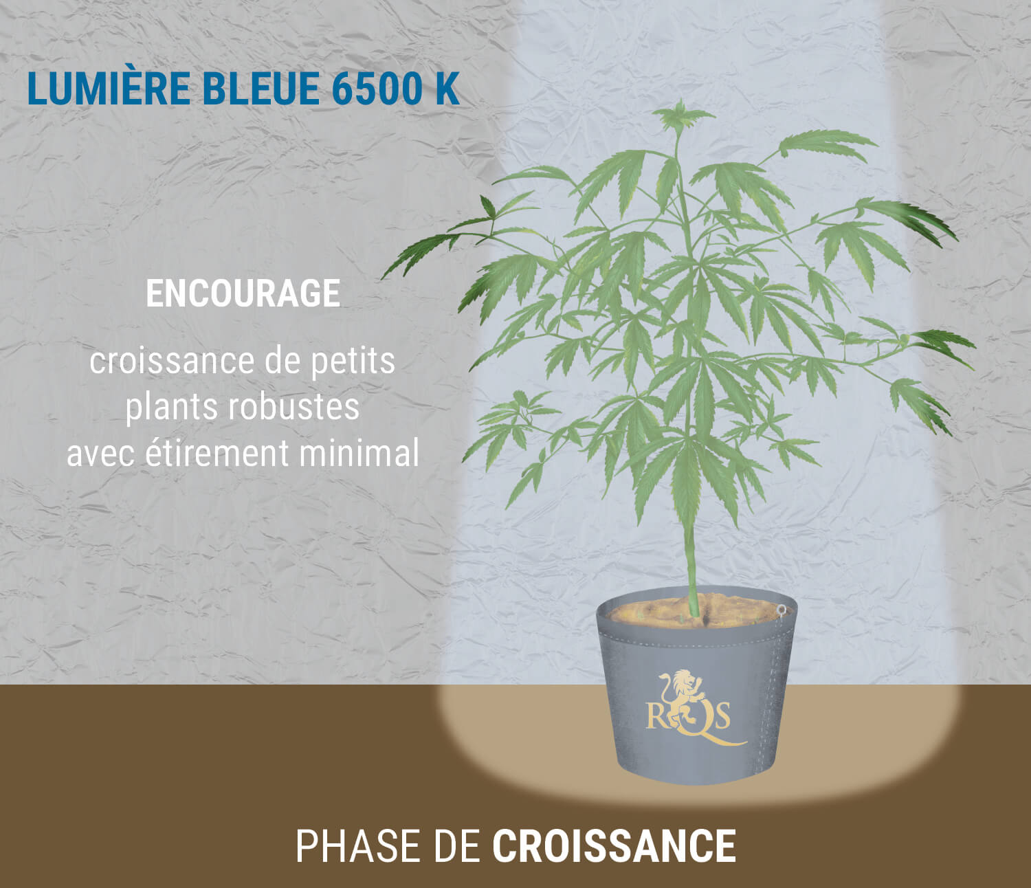 Lumière bleue 6 500 K lors de la végétation