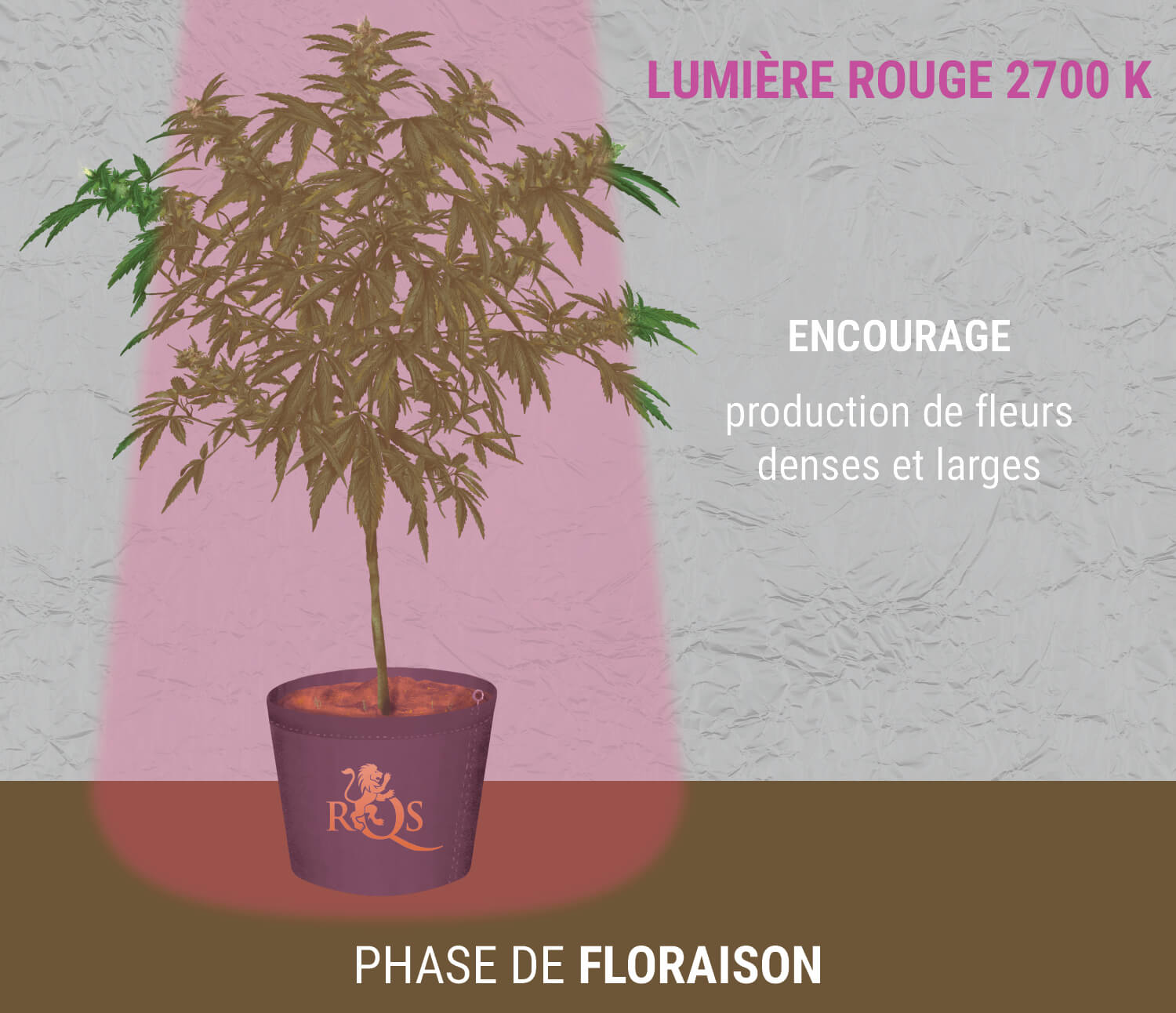 Lumière rouge 2 700 K lors de la floraison Lumière rouge 2 700 K lors de la floraison
