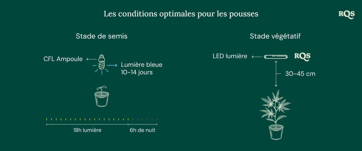 Light Conditions for cannabis seedling