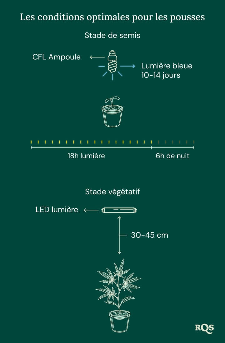 Light Conditions for cannabis seedling