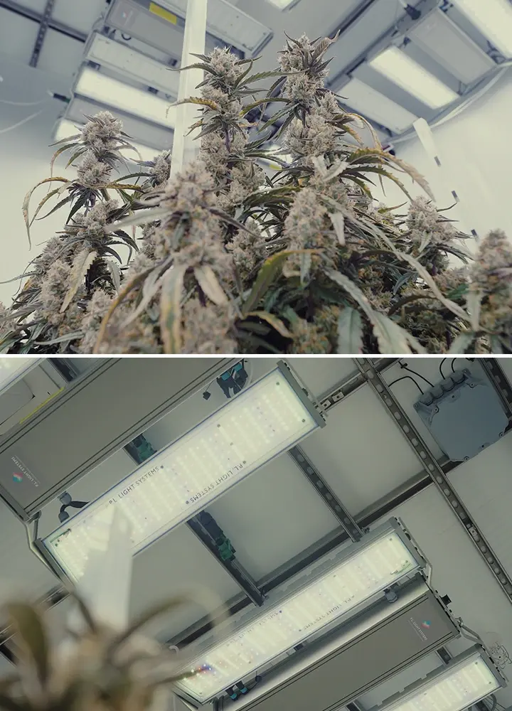 Guide Éclairage et Contrôle Cannabis CRIC Labs Une illustration d'une salle de culture lumineuse de CRIC Labs avec des hybrides F1 de cannabis, présentant un éclairage PPFD de 1000 μmol, des capteurs pour l'humidité et la température, et une fertigation avec un milieu de culture inerte, sur un fond vert.