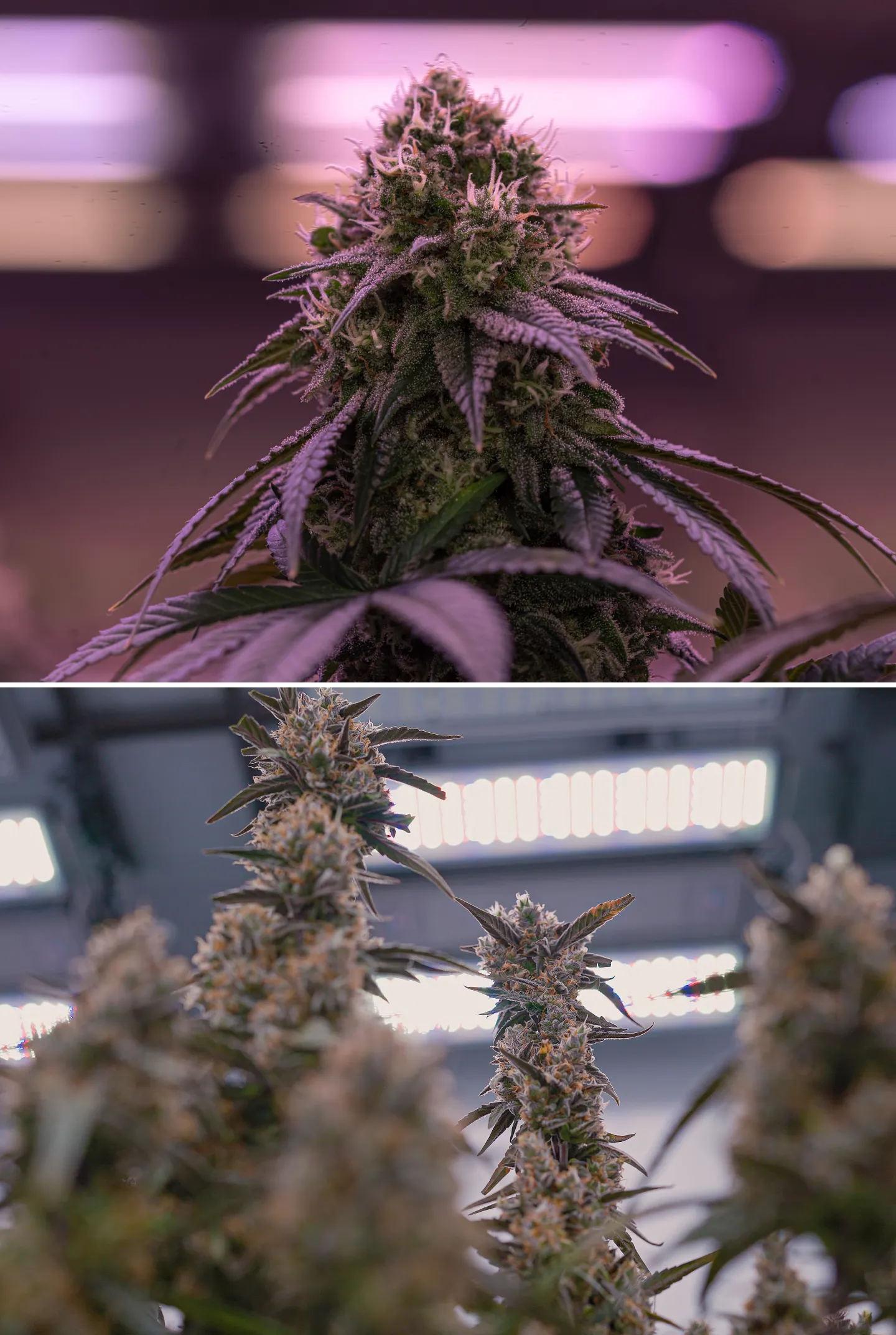 Primer plano de flores de cannabis maduras bajo luces de cultivo interior intensas, mostrando colas resinosas, pistilos naranjas, tricomas escarchados e iluminación controlada usada para crop steering.