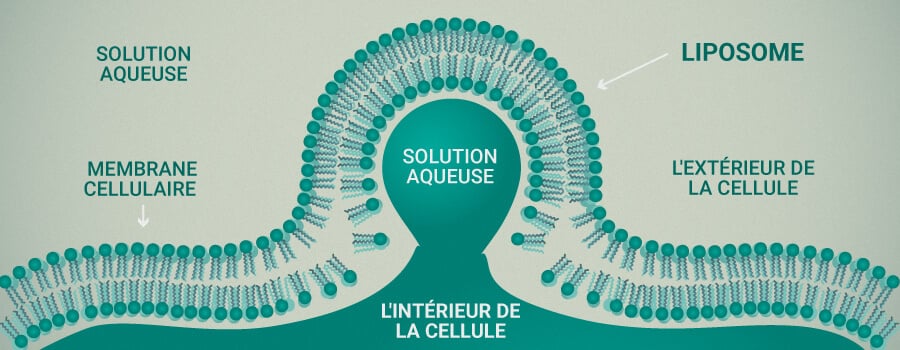 Liposome Et Cellulles