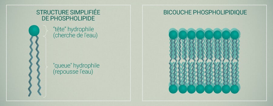 Phospholipide Et Liposomes