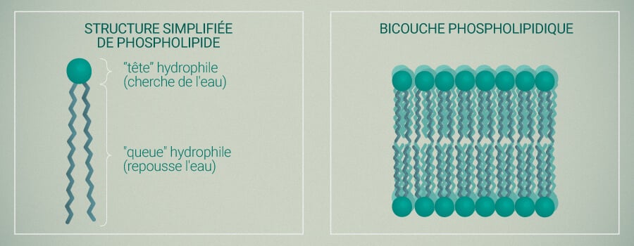 Phospholipide Et Liposomes