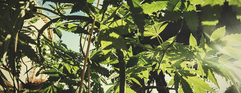 Plier Les Branches De Cannabis Pour Faire Palissage À Faible Stress Plier Les Branches De Cannabis Pour Faire Palissage À Faible Stress